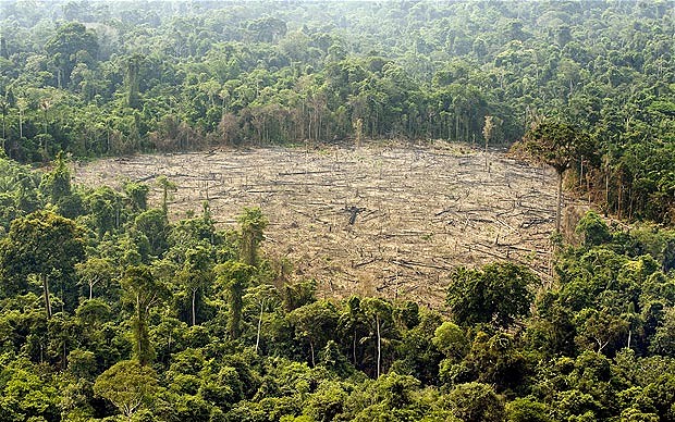 Indonesia Commits to be Against Deforestation